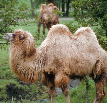 Bactrian camel