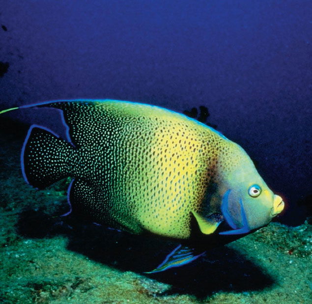 Blue Angelfish