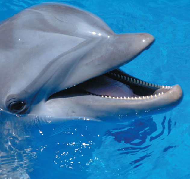 Bottlenose Dolphin