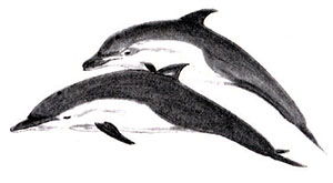 Bottlenose Dolphin