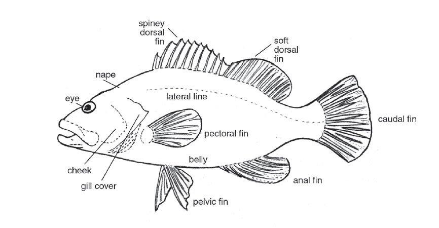 Fish Anatomy