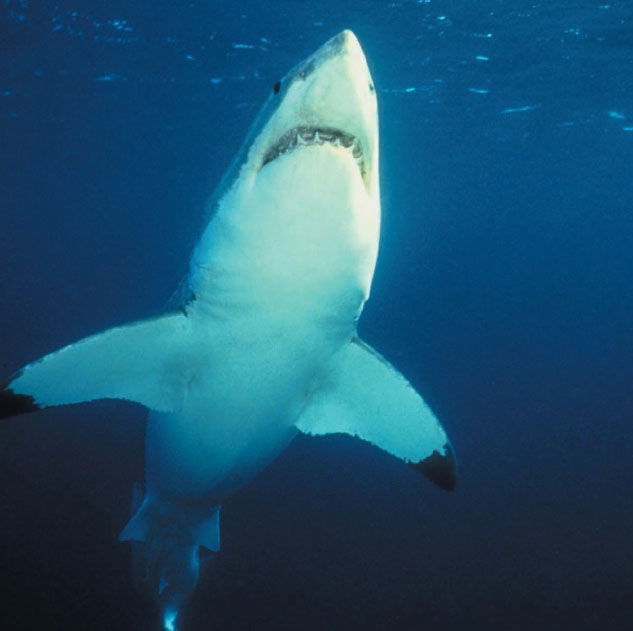 Great White Shark