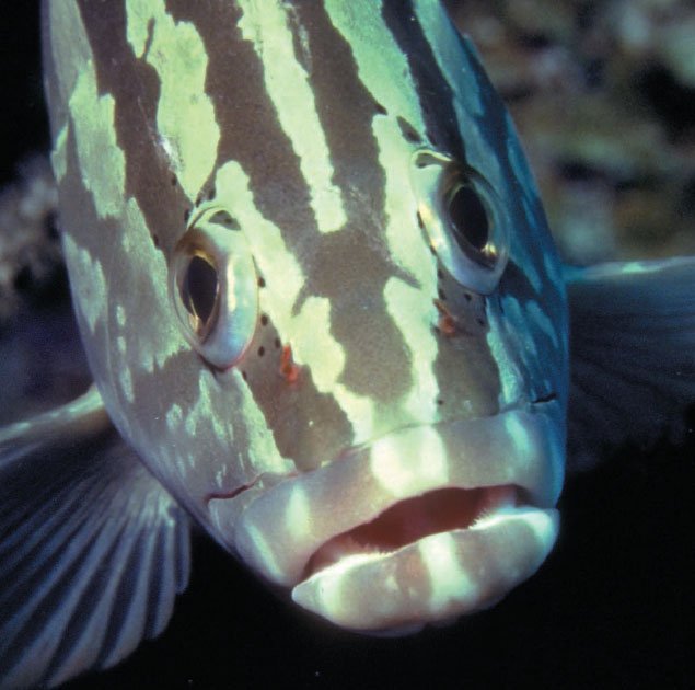 Рыбы оманского залива фото с названиями