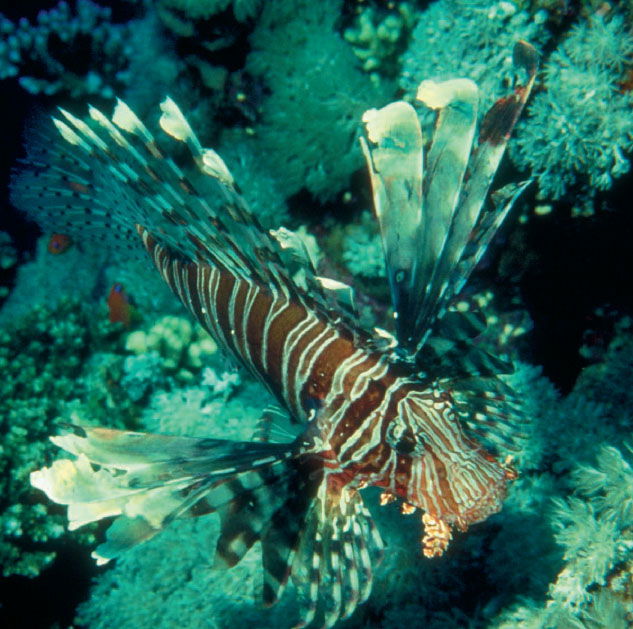 Lion Fish