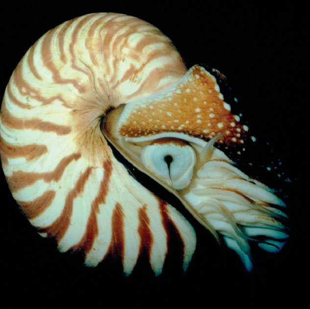About Nautilus