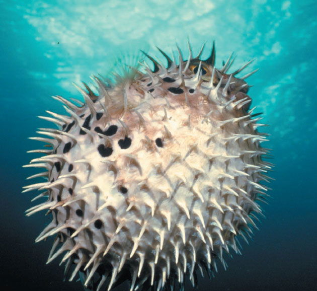 Porcupine Fish