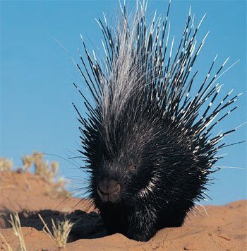 porcupine quills barbs