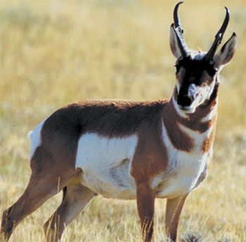 Pronghorn Antelope