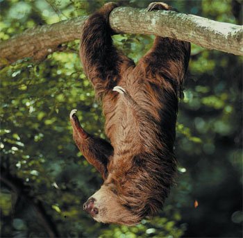 Two-Toed Sloth