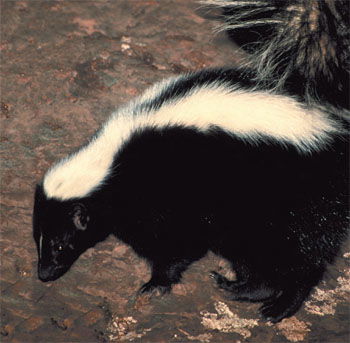 Striped Skunk