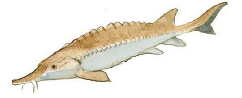 Sturgeon