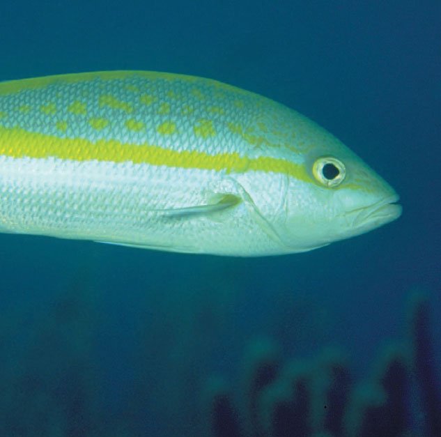 Yellowtailed Snapper