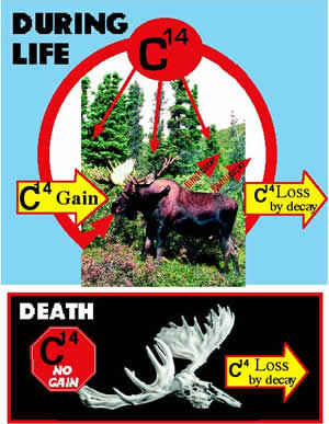 how is carbon 14 used in radioactive dating