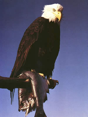 Bald eagle