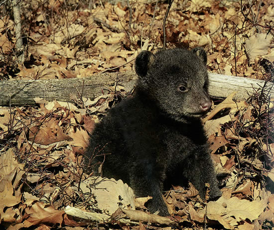 Black bear cub