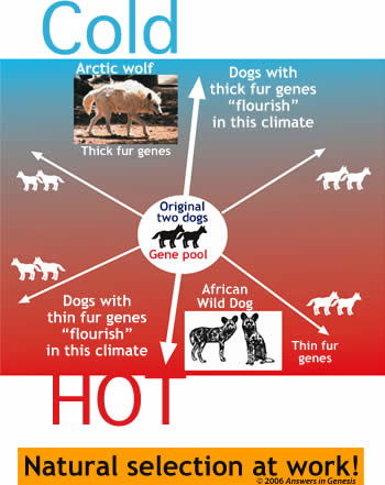 natural selection diagram