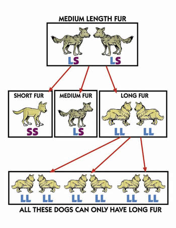 Descent With Modification - Descent With Modification Life Traces Of The Georgia Coast : Artificial selection, natural selection, and adaptation.