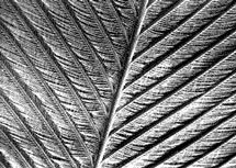 A close-up image of a feather