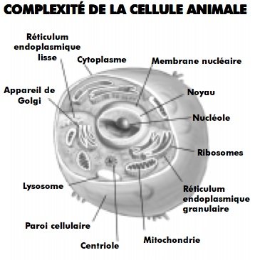 Complexité de la cellule animale