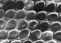A close-up image of scales