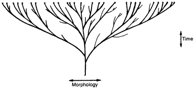 The evolutionary “tree”