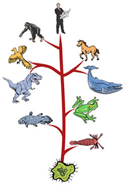 Evolutionary Tree