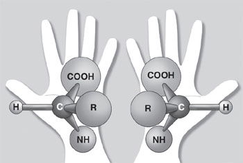 Amino Acid