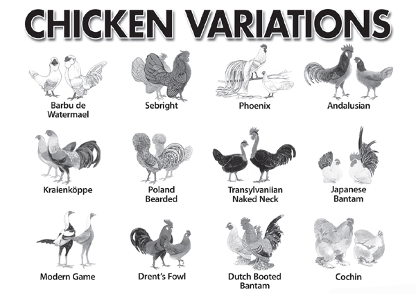 Chicken Variations
