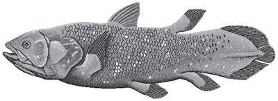 Coelacanth