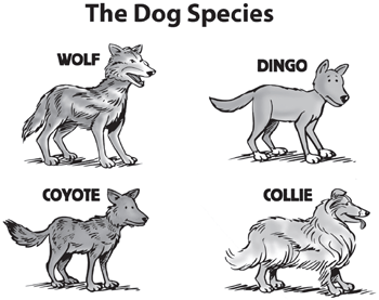 what is the genus and species of a dog