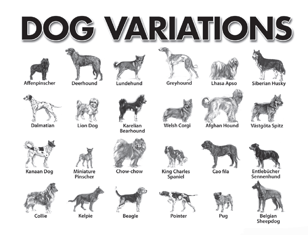 Dog Variations