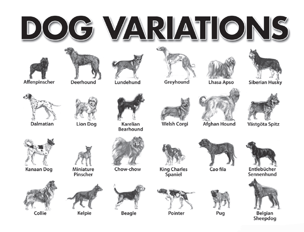 Dog Scientific Classification Chart