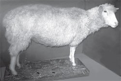 Dolly the Sheep
