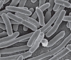 E. Coli