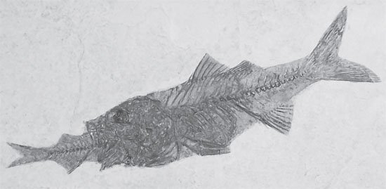 Fossilized Fish