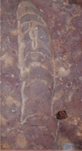 Fossil Nautiloid