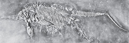 Fossilized Ichthyosaur Giving Birth