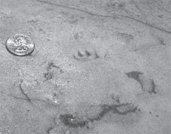 Fossilized Footprint