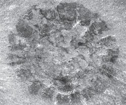 Fossilized Jellyfish