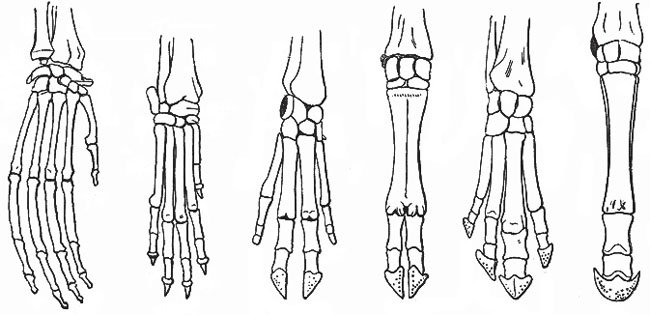 Homology in vertebrate limbs