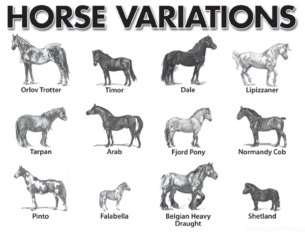 Horse Variations