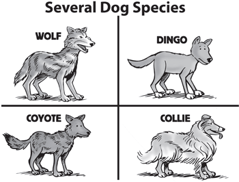 Several Dog Species