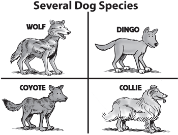 What Does Species Mean For A Dog