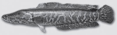 Snakehead Fish