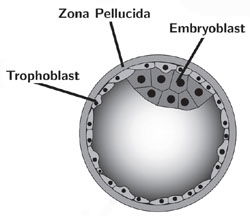 Stem Cell