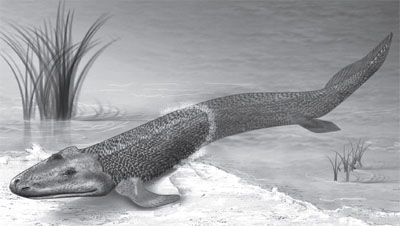 Tiktaalik