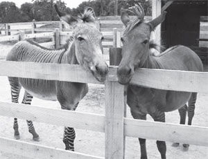 Zonkey and Zorse