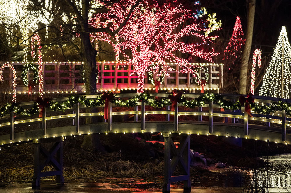 Creation Museum Christmas Lights in Gardens