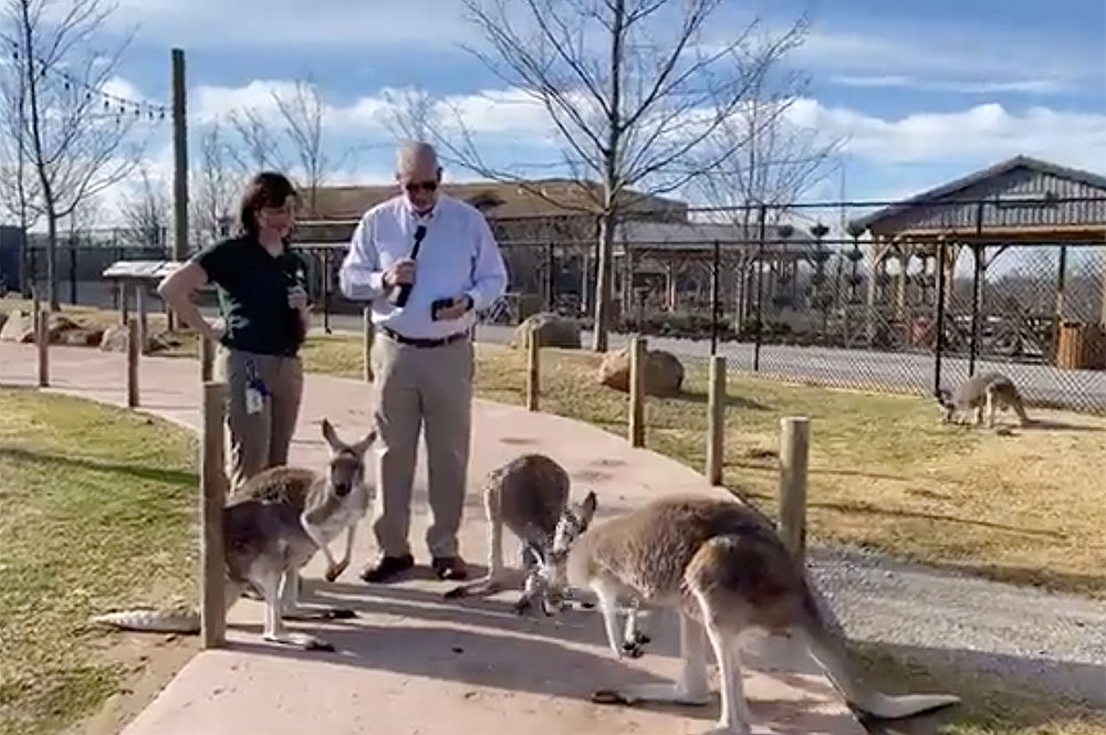 Ken Ham Facebook Live with Kangaroos