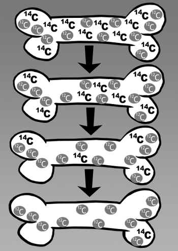 Carbon 14 disappears over time in a bone